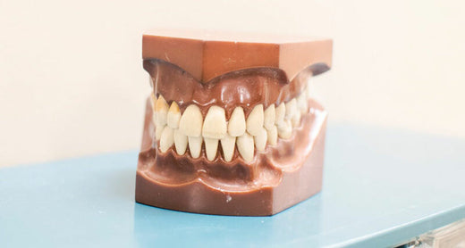 A close-up of a dental model showcasing a set of straight teeth.