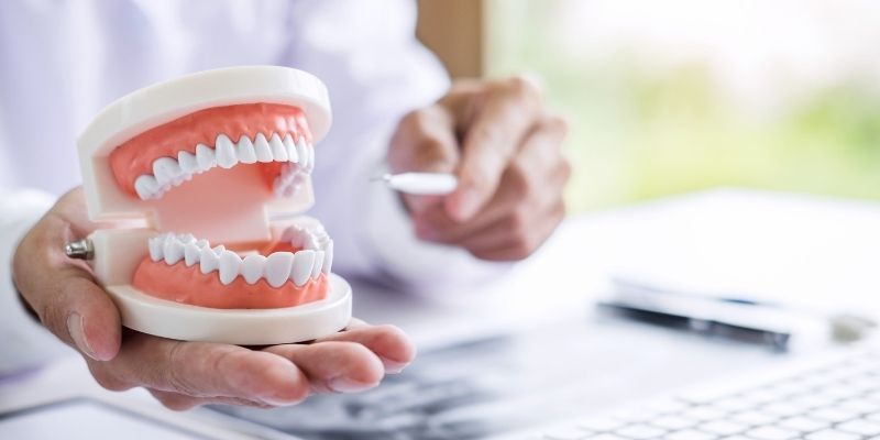 The Anatomy Of Teeth: Everything You Should Know