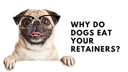Why Do Dogs Eat Your Retainers?