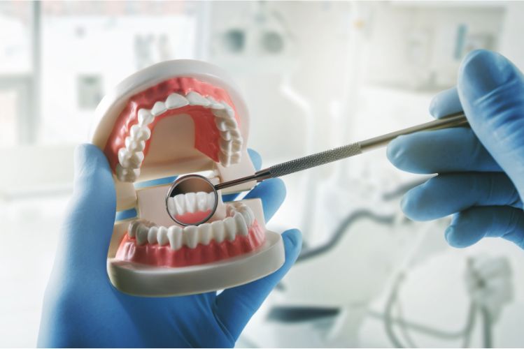 A dentist examining a dental model